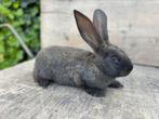 Jonge vlaamse reus, Dieren en Toebehoren