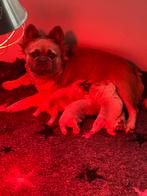 Franse buldog, Dieren en Toebehoren, België, Fokker | Hobbymatig, Overige rassen, 8 tot 15 weken
