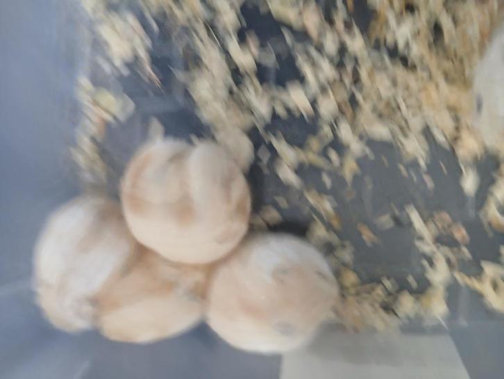 Russische dwerghamsters, Dieren en Toebehoren, Knaagdieren, Meerdere dieren, Hamster, Oktober, Tam