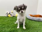 Chihuahua pups, België, 8 tot 15 weken, CDV (hondenziekte), Meerdere