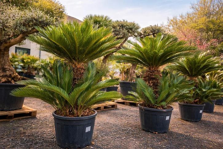 Cycas Revoluta - prachtige exemplaren op voorraad, Jardin & Terrasse, Plantes | Jardin, Enlèvement
