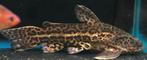 Jaguar catfish, Dieren en Toebehoren, Vis, Zoetwatervis