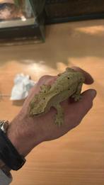 Wimper gekko vrouwtje, Dieren en Toebehoren, Reptielen en Amfibieën