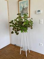 Plantenstaander, Ophalen, Gebruikt