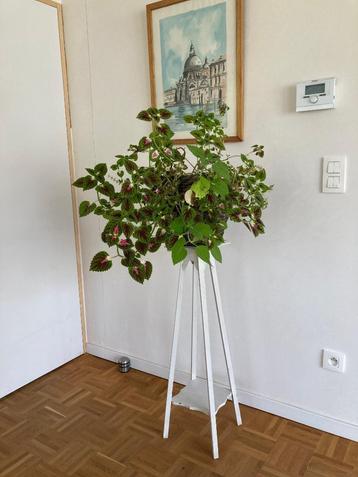 Plantenstaander beschikbaar voor biedingen