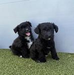 Keeshond x poedel pups (pomapoo), Dieren en Toebehoren, Honden | Niet-rashonden, België, CDV (hondenziekte), 8 tot 15 weken, Meerdere