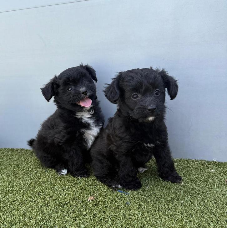 Keeshond x poedel pups (pomapoo), Dieren en Toebehoren, Honden | Niet-rashonden, Klein, Meerdere dieren, Fokker | Professioneel