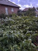 Gratis planten - Leucothoe fontanesiana, Tuin en Terras, Planten | Struiken en Hagen, Ophalen, Struik