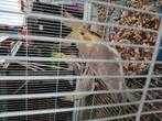 Jonge valkparkieten van dit jaar, Dieren en Toebehoren, Vogels | Kanaries