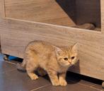 Brits korthaar kitten, Poes, Kortharig, 0 tot 2 jaar