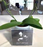 YEHUDI MENUHIN / Een eerbetoon / 5-delige cd boxset / NIEUW, Ophalen of Verzenden, Nieuw in verpakking, Overige typen, Boxset