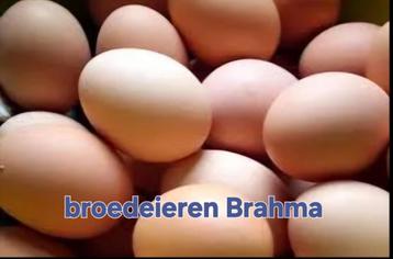 Broedeieren Brahma kippen  beschikbaar voor biedingen