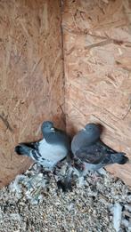 Jonge king duiven, Dieren en Toebehoren