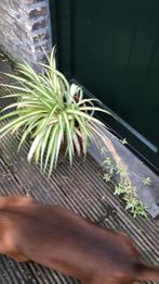 Kamer plant, Tuin en Terras, Planten | Tuinplanten, Ophalen