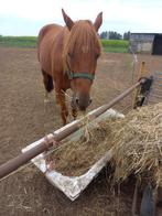 Draversruin, Dieren en Toebehoren, Gechipt