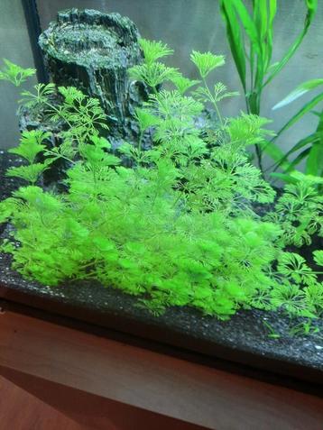 Aquarium plant (limnophila) beschikbaar voor biedingen