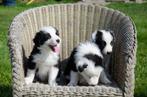border collie pups geboren op boerderij, Dieren en Toebehoren, België, Particulier, CDV (hondenziekte), 8 tot 15 weken