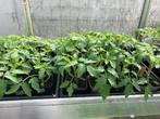 Tomaten - aubergine en paprikaplanten, Jardin & Terrasse, Plantes | Jardin, Annuelle, Plein soleil, Enlèvement, Plantes potagères