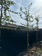 Lei bomen Net gepland, Tuin en Terras, Planten | Bomen, Ophalen, Leiboom, 250 tot 400 cm