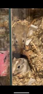 2 gerbils, Dieren en Toebehoren, Knaagdieren, Juni, Mannelijk, Overige typen, Tam