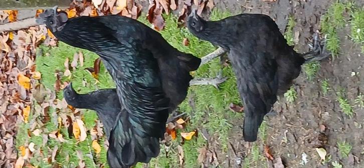 Jonge hennen en hanen te koop – Ayam Cemani & legkippen, Dieren en Toebehoren, Pluimvee, Kip, Meerdere dieren
