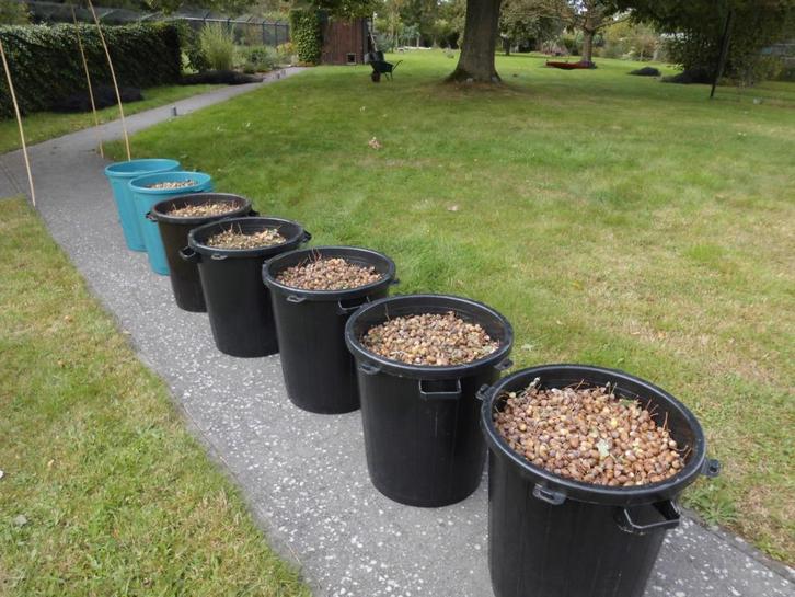 Eikels, Dieren en Toebehoren, Dierenvoeding, Overige soorten, Ophalen