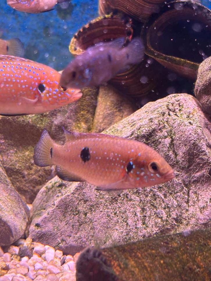 Hemichromis Bimaculatus (juweelcichlide), Animaux & Accessoires, Poissons | Poissons d'aquarium, Poisson d'eau douce, Poisson