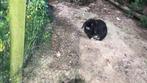 Konijntes te geef - koppeltje, Dieren en Toebehoren, Konijnen, Meerdere dieren, Middelgroot, Hangoor, 3 tot 5 jaar