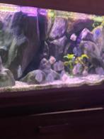 Discusvis, Dieren en Toebehoren, Vissen | Aquariumvissen