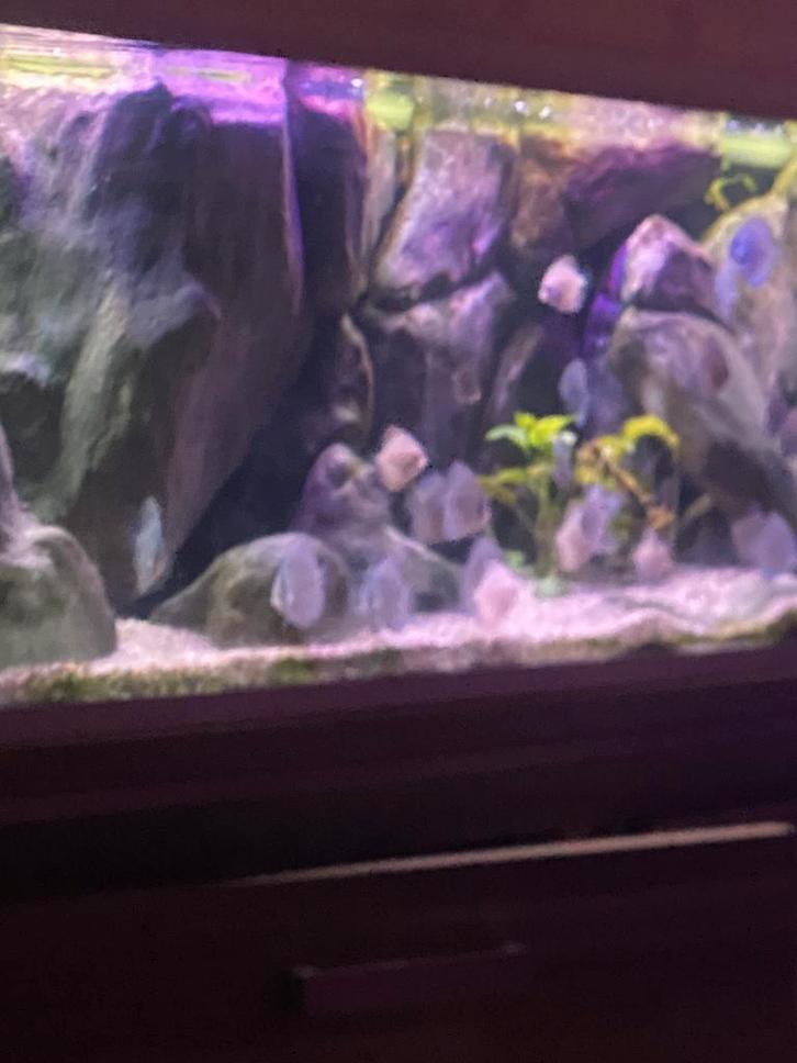 Discusvis, Dieren en Toebehoren, Vissen | Aquariumvissen