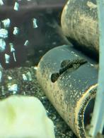 Klein borsteneus Ancistrus 2 a 5 cm groot, Vis, Zoetwatervis