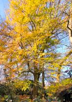 Gratis zeer jonge boom planten, Tuin en Terras, Planten | Bomen, Ophalen
