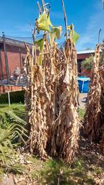 Benanenplanr Musa, Tuin en Terras, Planten | Tuinplanten, Ophalen