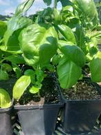 Basilicum (Genovese - paarse - thai) p9, Ophalen