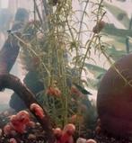 Roze posthoornslakken, Dieren en Toebehoren, Slak of Weekdier, Zoetwatervis