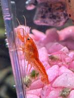 Kreeft(je) te koop, Kreeft, Krab of Garnaal