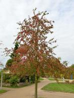 sierappel red sentinel  83 cm hoog in pot, Tuin en Terras, Ophalen, In pot