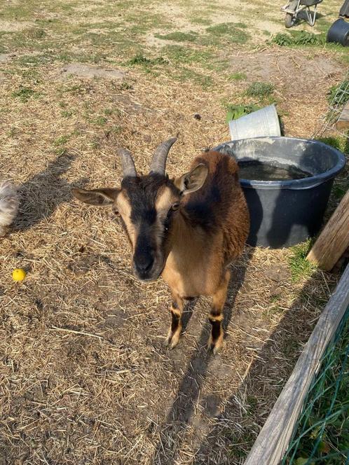 Dwerggeitjes te koop, Dieren en Toebehoren, Schapen, Geiten en Varkens, Geit, Meerdere dieren, 0 tot 2 jaar