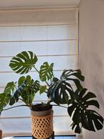 Monstera plant, Ophalen