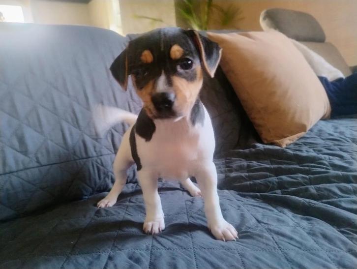 Boerenfox Puppy reu zoekt een huisje, Dieren en Toebehoren, Honden | Jack Russells en Terriërs, Reu, Overige rassen, Particulier