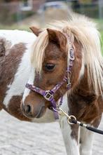 amerikaans mini paard Merrie, Dieren en Toebehoren, Merrie, A pony (tot 1.17m), Gechipt, 7 tot 10 jaar