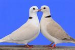 Lachduiven - 1 kweekrijp koppeltje, Dieren en Toebehoren, Vogels | Overige Vogels