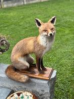 Taxidermie prachtig vos opgezette, Antiek en Kunst, Ophalen of Verzenden