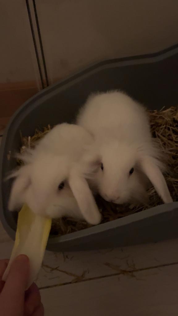 2 Witte leeuwenkopjes te koop (mannetjes), Dieren en Toebehoren, Konijnen, Klein, Mannelijk, 0 tot 2 jaar, Hangoor