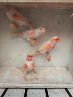 Kanaries, Plusieurs animaux, Canari de couleur