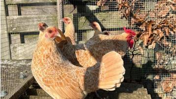 Broedeieren Sebright / Rode zijdehoenders  beschikbaar voor biedingen