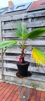 Palmboom Washingtonia Robusta, Tuin en Terras, Planten | Bomen, Ophalen, Palmboom