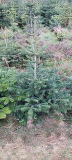 Abies Nordmann, Tuin en Terras, Planten | Bomen, Ophalen, Overige soorten, Minder dan 100 cm