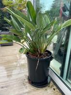 Strelitzia Regina, Huis en Inrichting, Kamerplanten, Ophalen, Overige soorten, Halfschaduw, In pot
