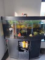 Aquarium, Dieren en Toebehoren, Ophalen of Verzenden